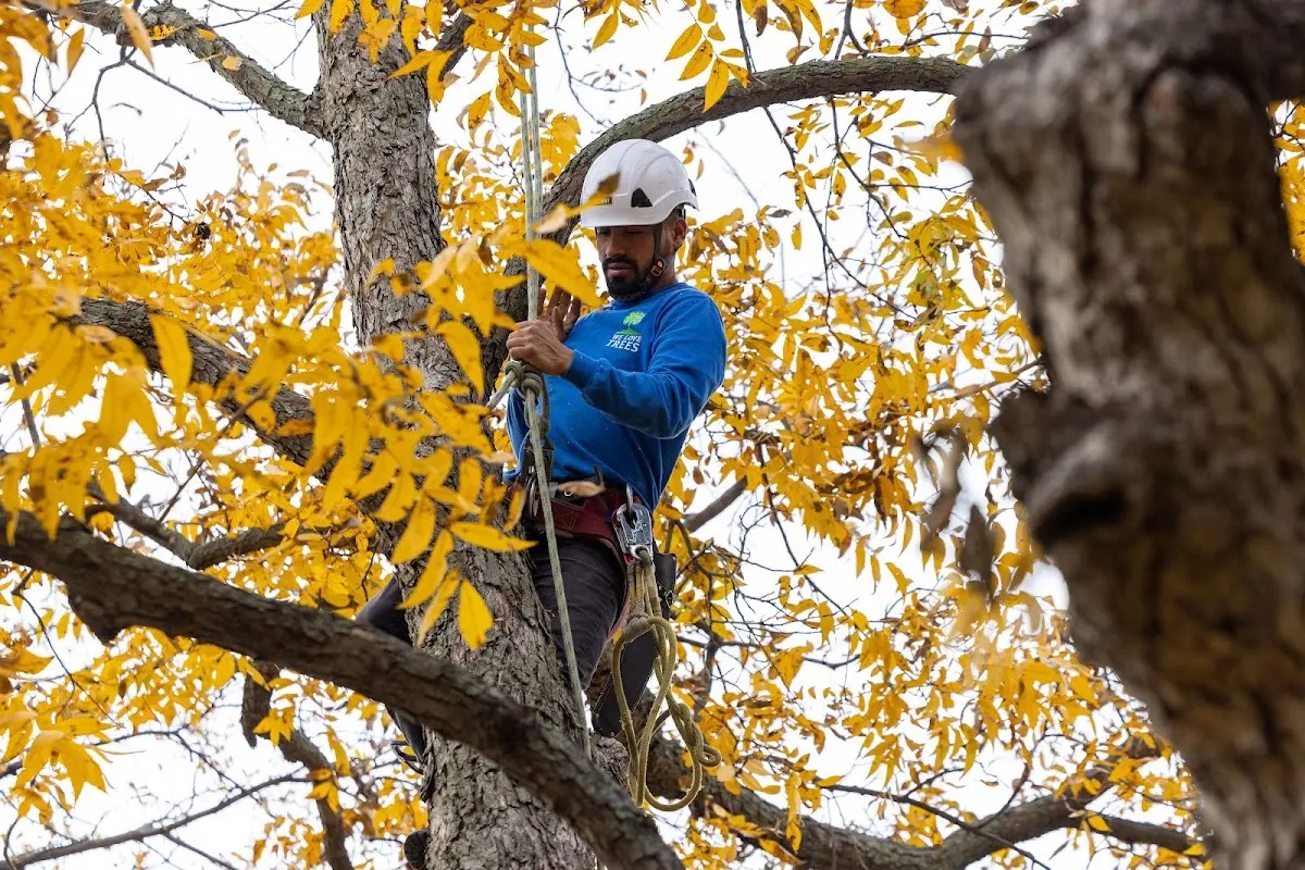 Skilled Tree Planting crew working in Louisville